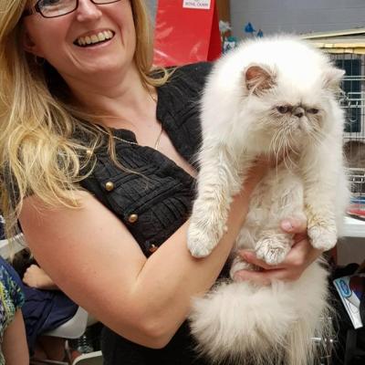 New dream du joyau cat hare